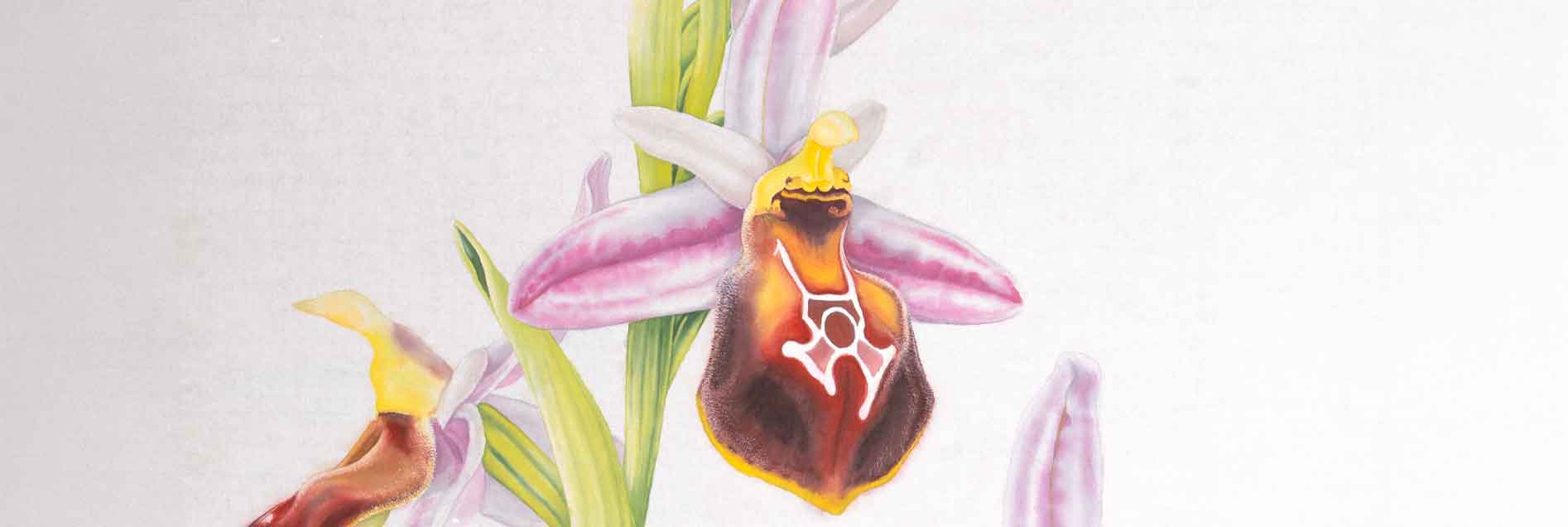 Likyasalebi Eşarplar